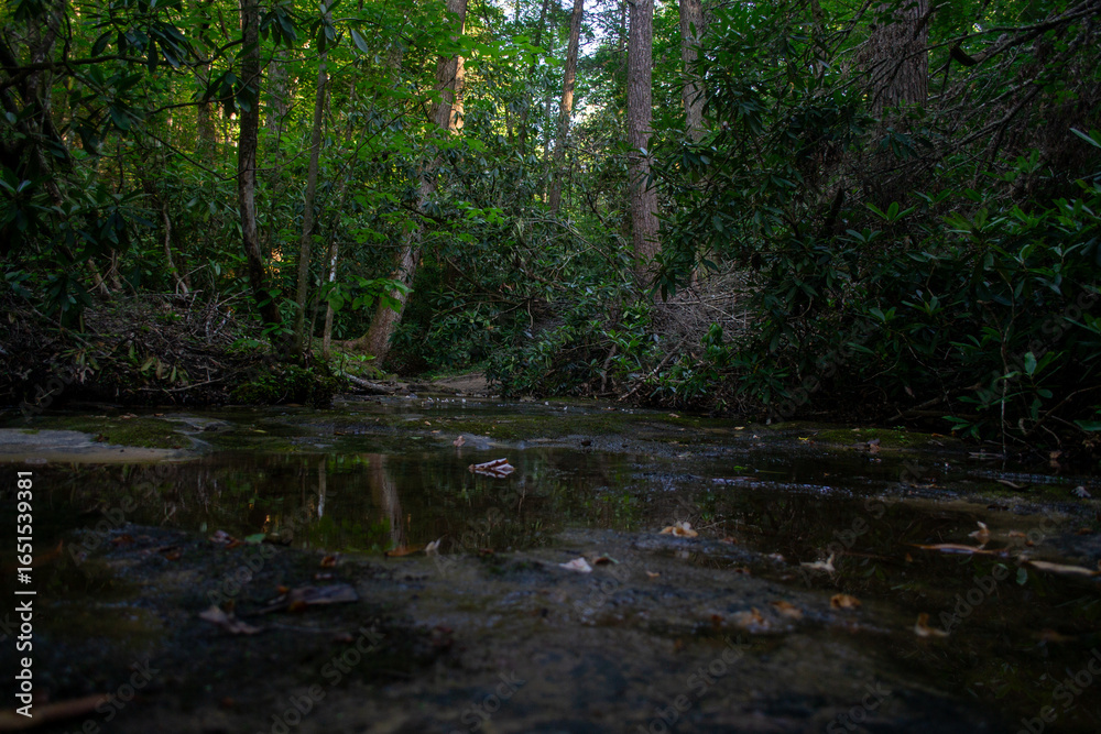 Fototapeta premium Yahoo Falls Trail in Big South Fork