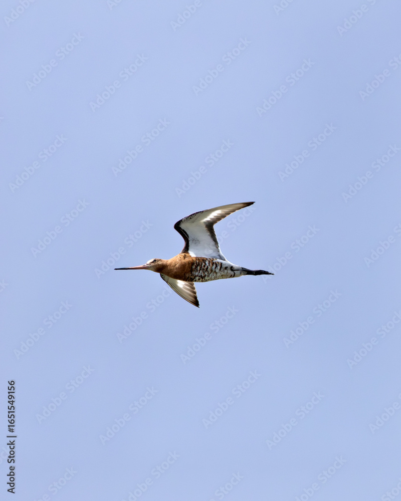 Fototapeta premium Black-tailed Godwit (Limosa limosa) commonly found in European wetlands