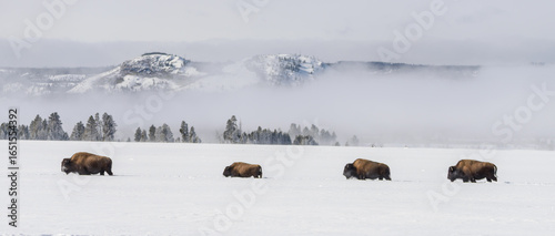 Bison on the March