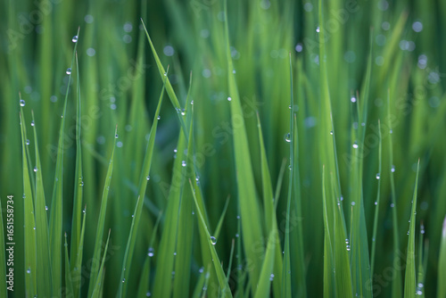 rice field