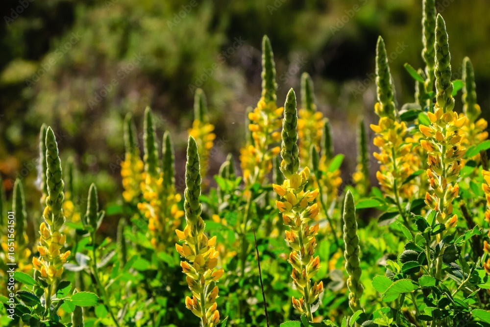 Obraz premium Yellow Lupine Flowers in Bloom
