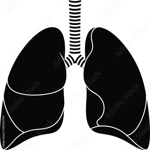 Human lungs and trachea vector illustration, detailed black and white medical anatomy drawing, respiratory system organ icon, healthcare and biology study graphic