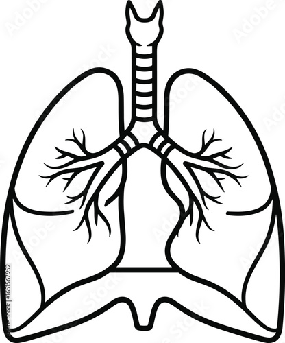 Human lungs and trachea vector illustration, black and white anatomical line drawing, respiratory system organ icon, medical and biology study graphic