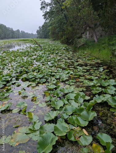 Lily pads in channel 