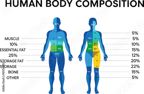 Human body composition silhouette, male and female comparison, muscle and fat percentage, bone structure, health and fitness infographic, anatomy vector illustration