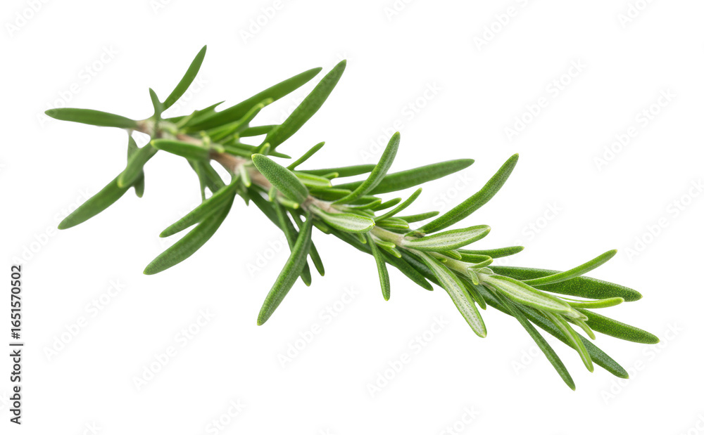 Harvesting fresh thyme herb botanical garden natural setting culinary uses isolated on transparent background Harvesting fresh thyme herb botanical garden natural setting culinary uses isolated on transparent background
