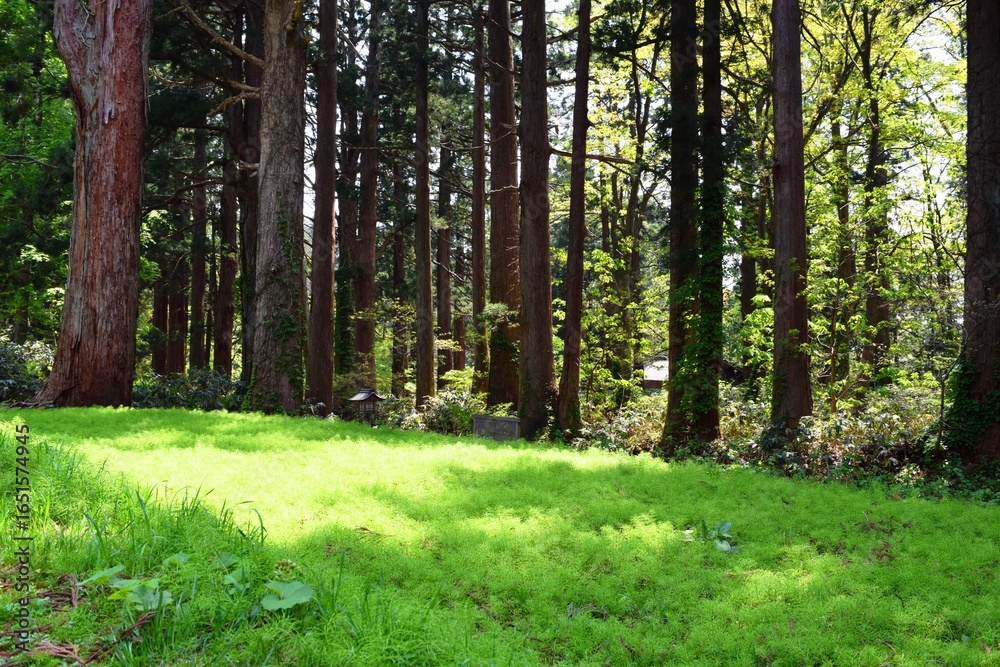 Fototapeta premium 羽黒山参道の杉林 山形県鶴岡市