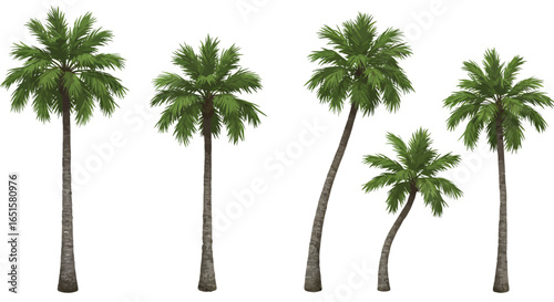 A collection of realistic vector palm tree illustrations with lush green fronds and sturdy trunks, isolated on a clean white background.
