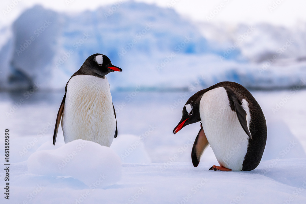 Fototapeta premium Gentoo penguin behavior on Iceberg in Antarctica