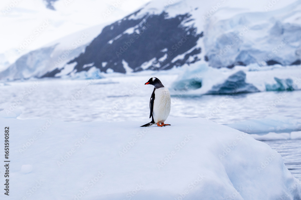 Obraz premium Gentoo penguin behavior on Iceberg in Antarctica