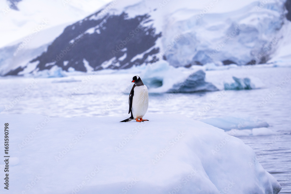 Obraz premium Gentoo penguin behavior on Iceberg in Antarctica