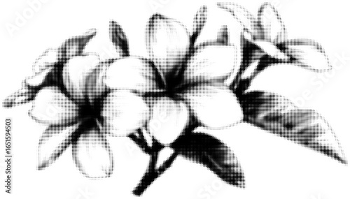 Monochrome halftone of blooming plumeria flowers with detailed leaves illustration