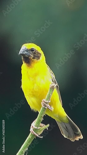 Golden bird standing on a branch