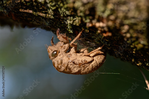 Shell casing of an annual Cicada. This species appears every summer in the months of July and August. The life cycle spans from 1 to 9 years as underground nymphs. 