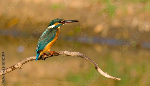 Kingfisher perched on a branch by a body of water.
