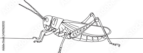 Detailed line drawing of a grasshopper, vector illustration, nat