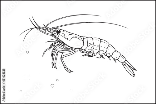Intricate brine shrimp illustration capturing detailed crustacea