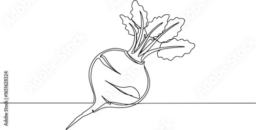 Rutabaga single line drawing, minimalist culinary vegetable art,