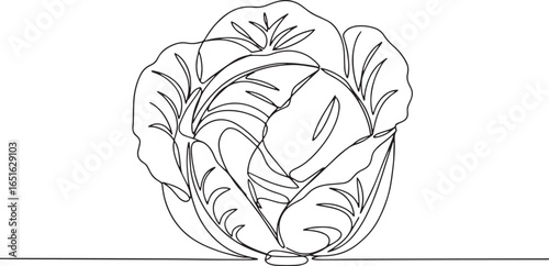 Minimalist line art illustration of a vibrant green cabbage head