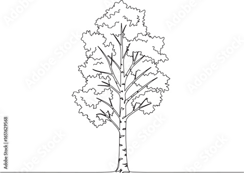 Minimalist line drawing of a paper birch tree, botanical illustration 