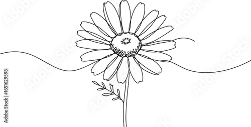 Elegant one-line drawing of a chamomile blossom