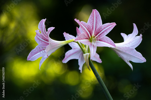 Close-up of vibrant pink rain lily flowers or Zephyranthes blooming
