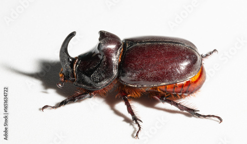 Fotografie European rhinoceros beetle (Oryctes nasicornis) is a large flying beetle belonging to the subfamily Dynastinae