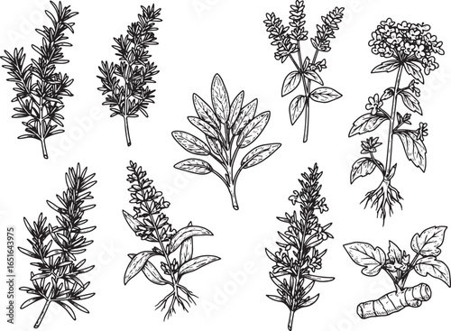 Botanical Collection: Engraved Herb and Spice Set for Culinary a