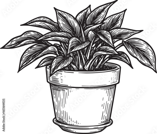 Elegant houseplant in pot, woodcut style illustration, indoor gr