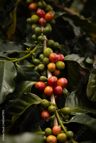 Wallpaper Mural The Raw Ingredients of Coffee Growing Naturally Torontodigital.ca