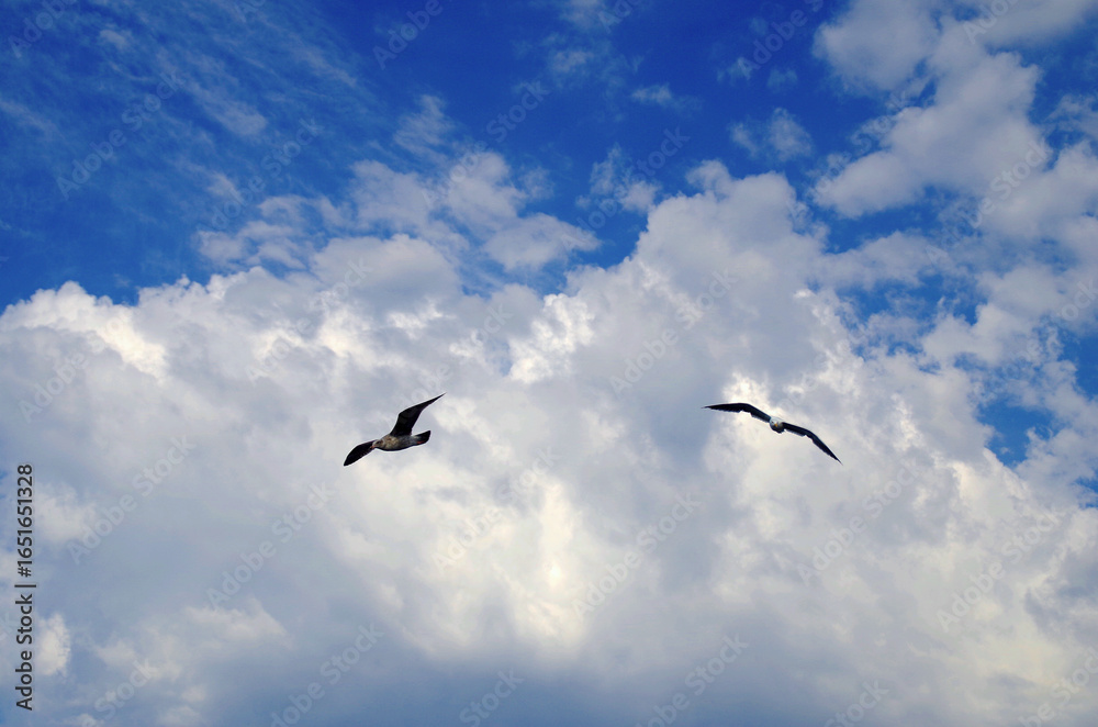 Fototapeta premium Two Gulls in the Sky