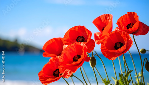 Close Up View of Bright Red Poppies Blooming against a Blue Sky and Ocean Backdrop
