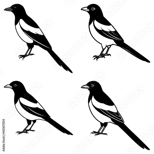 Illustration showing four black and white magpies in various poses on a plain white background viewable