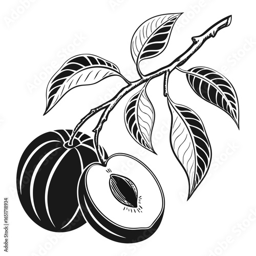 A detailed black and white illustration of a plum branch featuring a whole plum and a halved plum revealing its pit and flesh