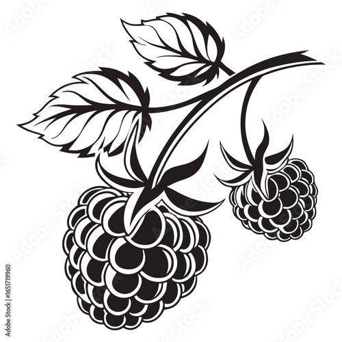 Stylized black and white illustration of two ripe raspberries hanging from a branch with leaves