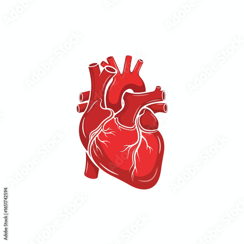 Anatomical illustration of a human heart, showcasing its structure and veins in red on a white background.