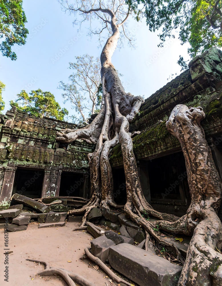 Fototapeta premium Ancient stone ruins overgrown by massive tree roots, low angle view