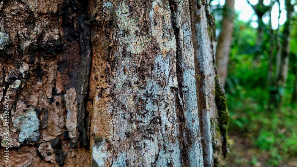 Fototapeta premium tree bark texture