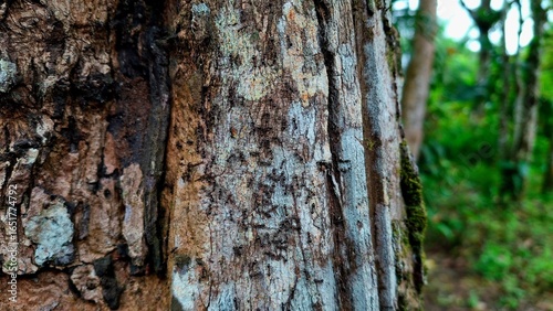 tree bark texture