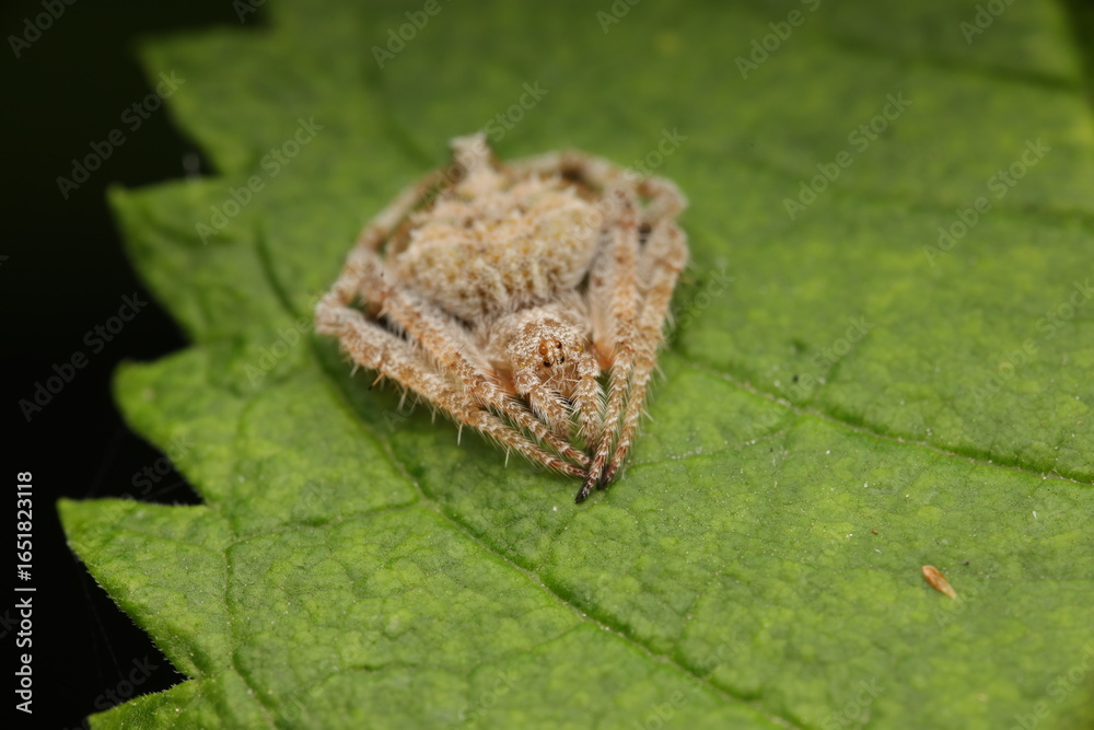 Fototapeta premium A small spider perched motionless on a leaf, conveying a sense of calm, mystery, and delicate detail of the insect world. The image reflects the beauty and complexity of small animal life.