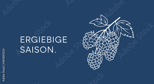 ERGIEBIGE SAISON. Handgezeichnete Himbeeren oder Brombeeren auf blauem Hintergrund. Minimalistische Vektorgrafik für Erntezeit und Sommer.