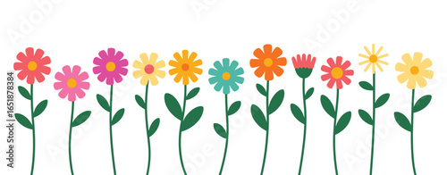 A cheerful row of colorful daisy-like flowers with green stems on a white background floral nature