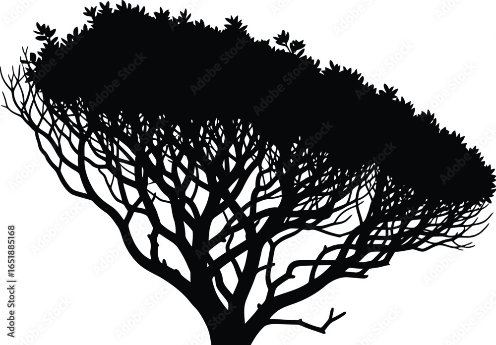 Obraz premium Silhouette of an acacia tree in savanna, a serene landscape evoking nature, wildlife, and the spirit of safari adventures