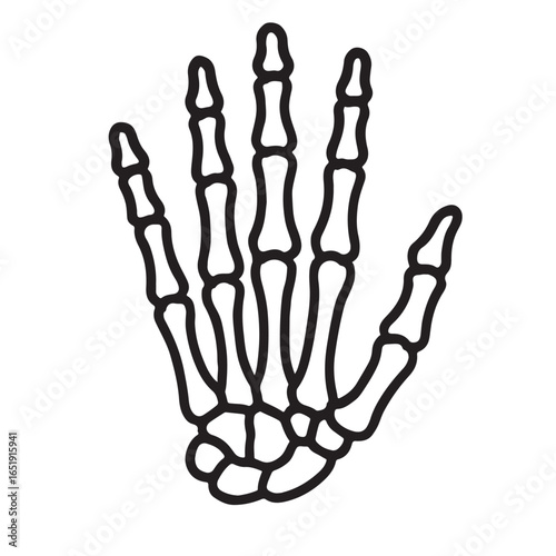 Black outline of a human skeleton hand on white background hand bones anatomy