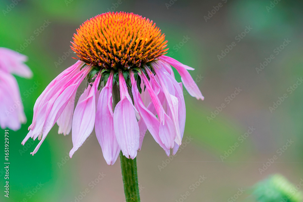 Echinacea purpurea is a perennial plant of the Asteraceae family. Echinacea purpurea is a perennial plant of the Asteraceae family.