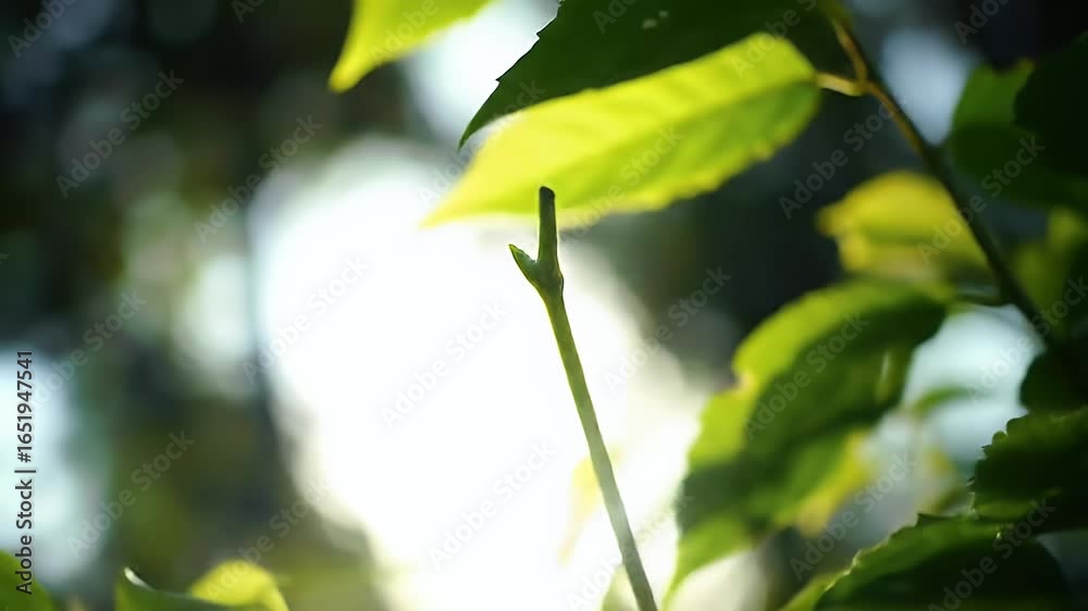 Sun-Drenched Leaves in Nature, Forest Background, High-Quality Video Capture Sun-Drenched Leaves in Nature, Forest Background, High-Quality Video Capture