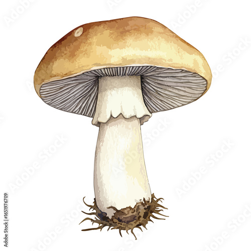 Detailed Illustration of a Single Mushroom with a Light Brown Cap