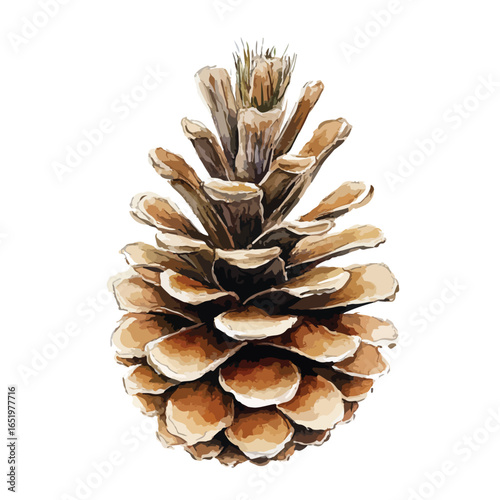 Detailed vector illustration of a pinecone with visible scales and textured details
