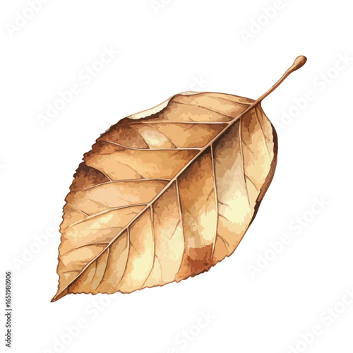 Dried Leaf with Intricate Veins and Textured Surface Displaying Autumnal Hues