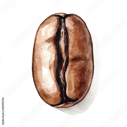 Single Roasted Coffee Bean with Deep Crevice and Subtle Shadow